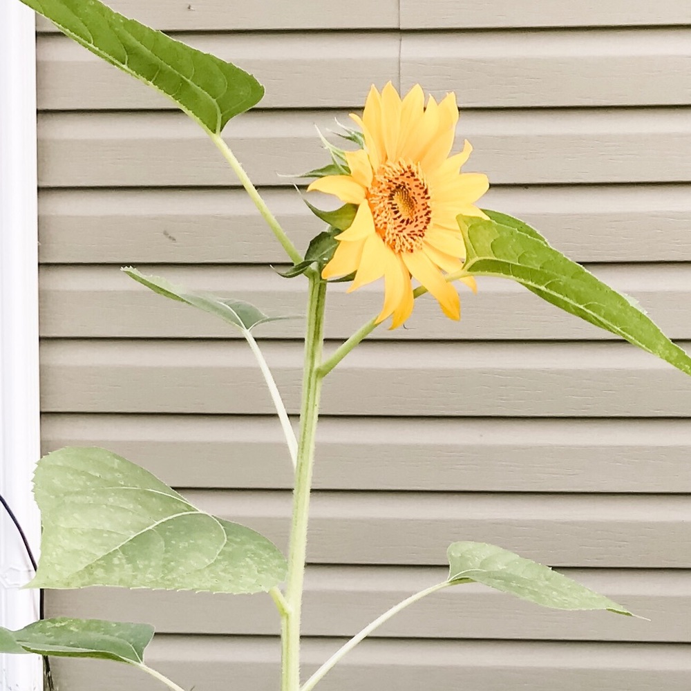 Meet your Posher, J & B family